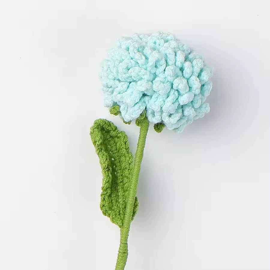 Chrysanthème Pompon
