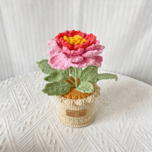 Pivoine