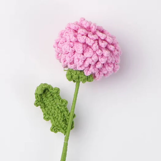 Chrysanthème Pompon