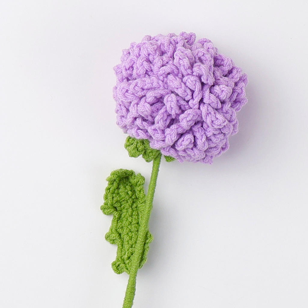 Chrysanthème Pompon