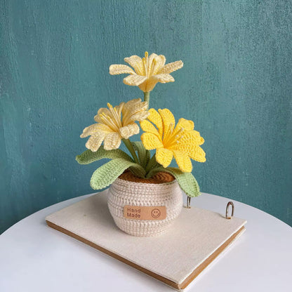 Lewisia