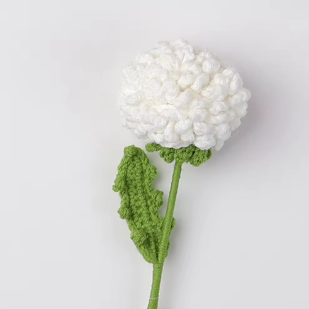 Chrysanthème Pompon
