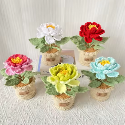 Pivoine