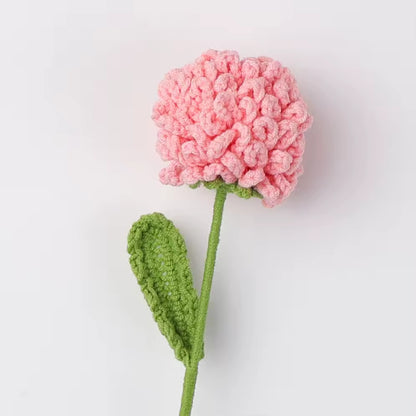 Chrysanthème Pompon