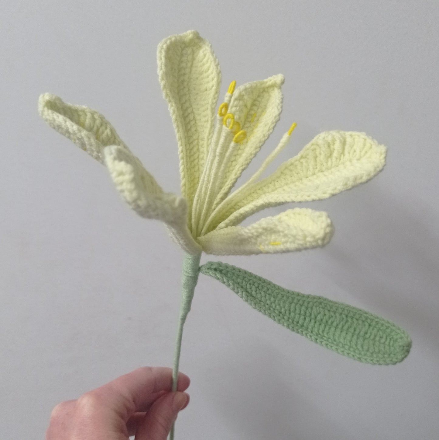 Lys péruvien colorés