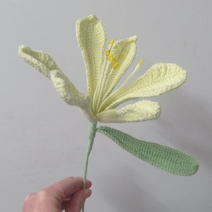 Lys péruvien colorés