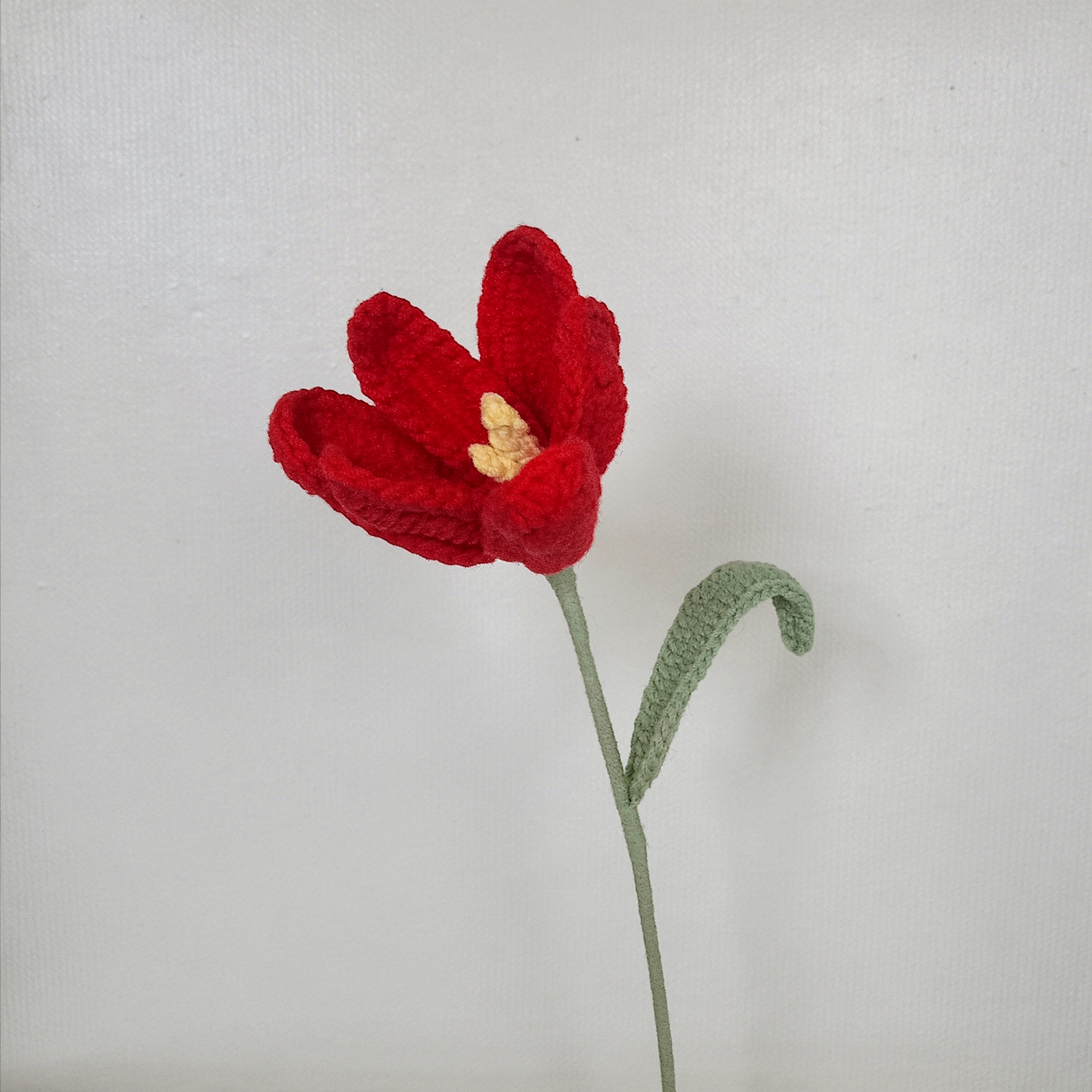Tulipe