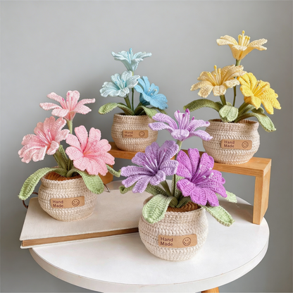 Lewisia
