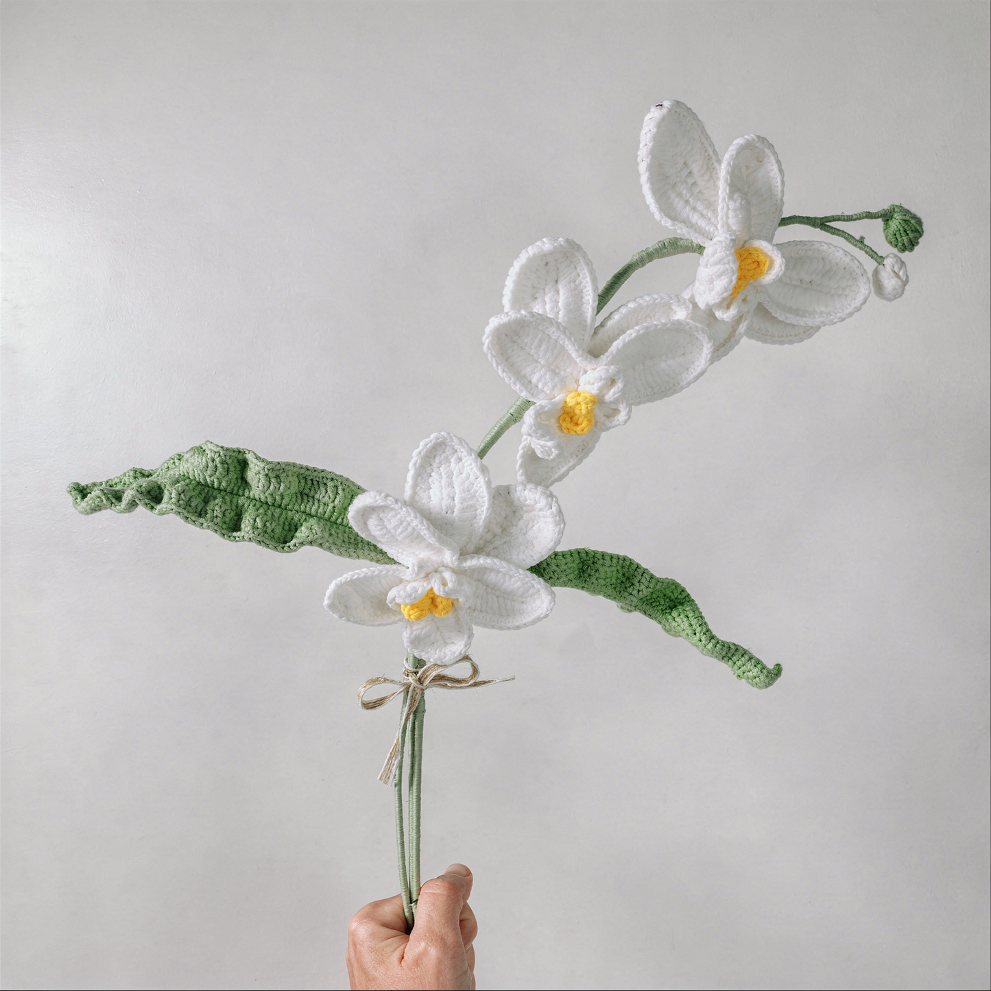 Orchidée