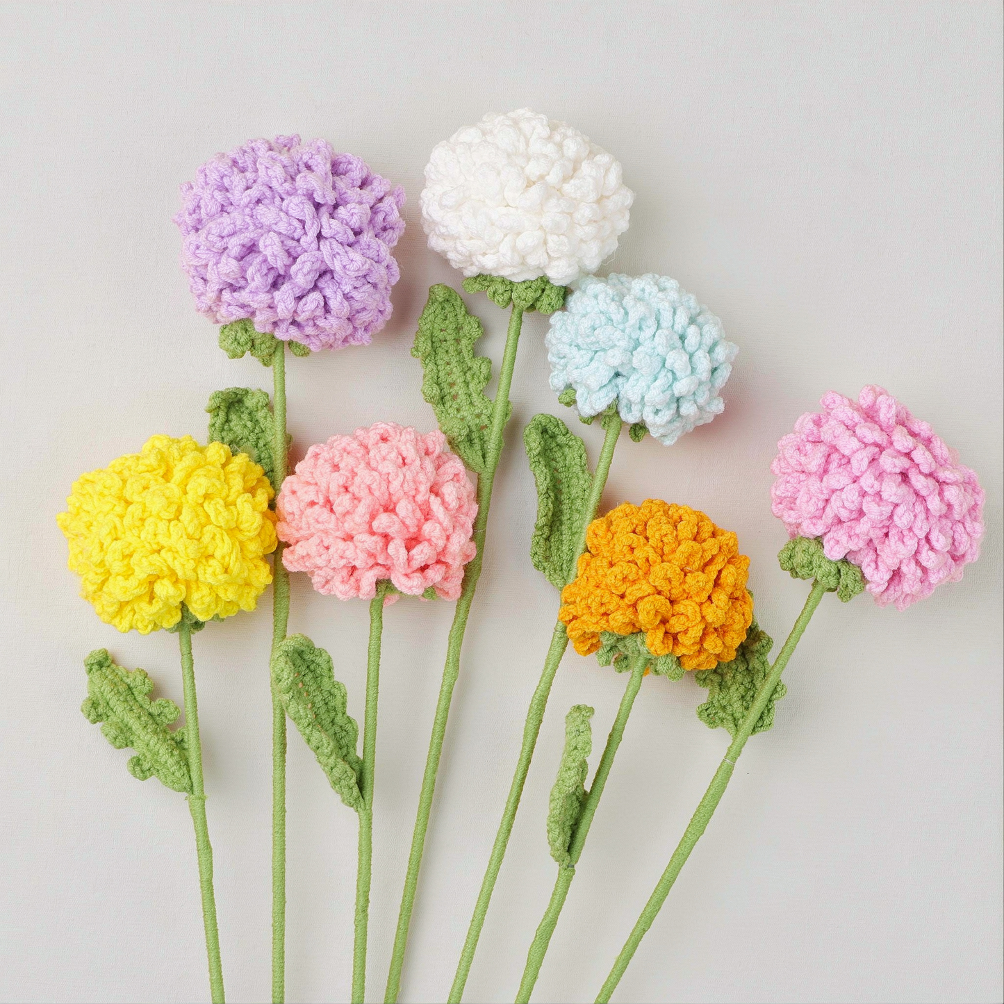 Chrysanthème Pompon